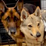 『絶対キッチンには立ち入り禁止』と教えられた犬たち→ルールを守ろうとして…想像と違った『まさかの光景』が18万再生「表情がｗｗ」と反響(ブログ)