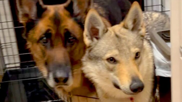 『絶対キッチンには立ち入り禁止』と教えられた犬たち→ルールを守ろうとして…想像と違った『まさかの光景』が18万再生「表情がｗｗ」と反響(ブログ)