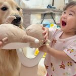 『豆柴が1歳の女の子のおもちゃを取った』と勘違いした大型犬→本当のお姉ちゃんのような『尊い行動』が27万再生「頭よすぎませんか？」と反響(ブログ)