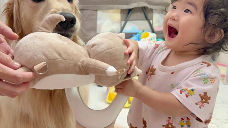 『豆柴が1歳の女の子のおもちゃを取った』と勘違いした大型犬→本当のお姉ちゃんのような『尊い行動』が27万再生「頭よすぎませんか？」と反響(ブログ)