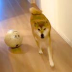 大好きなお姉ちゃんを出迎え、すぐに戻ってしまった犬→『なんか冷たいな』と思っていたら…判明した『まさかの理由』に爆笑「憎めないｗ」(ブログ)