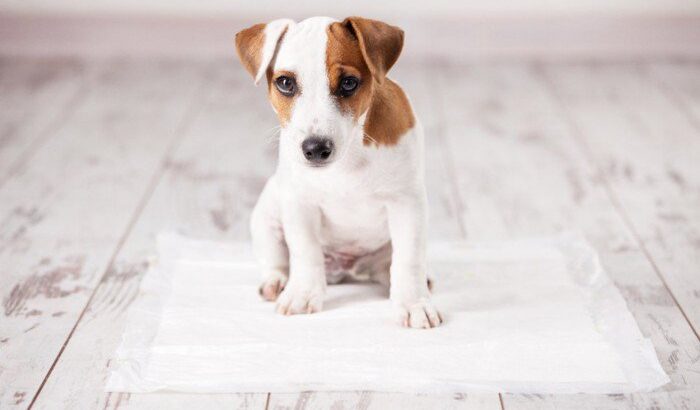 愛犬がトイレをうまくできない理由…実は『原因』があるかも？【現役ドッグトレーナーが解説】(ブログ)