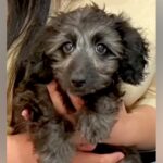 『仕事が忙しいから』と生後3ヶ月で手放された犬→愛してくれる家族と出会い…感動的な『第二の犬生のスタート』に反響「幸せに」「おめでとう」(ブログ)