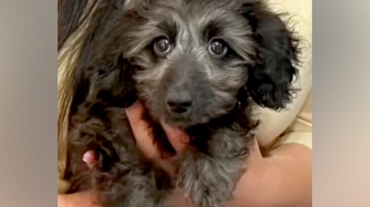 『仕事が忙しいから』と生後3ヶ月で手放された犬→愛してくれる家族と出会い…感動的な『第二の犬生のスタート』に反響「幸せに」「おめでとう」(ブログ)