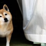 犬が『首をかしげる』心理5選　主な理由や不調を感じているかどうかを判断する方法まで(ブログ)
