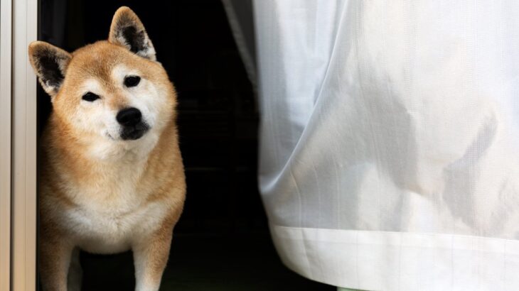 犬が『首をかしげる』心理5選　主な理由や不調を感じているかどうかを判断する方法まで(ブログ)