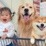 ホームセンターでお買い物→カートに『1歳の女の子と2匹の犬』を乗せた結果…思わず笑顔になる『尊い光景』が36万再生「幸せが溢れてる」(ブログ)