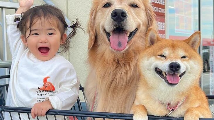 ホームセンターでお買い物→カートに『1歳の女の子と2匹の犬』を乗せた結果…思わず笑顔になる『尊い光景』が36万再生「幸せが溢れてる」(ブログ)