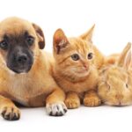 犬との同居が不向きな動物4種　相性が合わない理由から同時に飼う場合の注意点まで(ブログ)