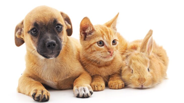 犬との同居が不向きな動物4種　相性が合わない理由から同時に飼う場合の注意点まで(ブログ)