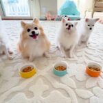 並んでごはんを待つ5匹の犬→食べようとしたら…想定外だった『まさかの展開』が23万表示「めっちゃ笑った」「え…？って顔が可愛い」と絶賛(ブログ)