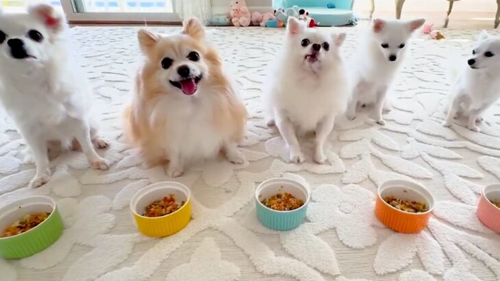 並んでごはんを待つ5匹の犬→食べようとしたら…想定外だった『まさかの展開』が23万表示「めっちゃ笑った」「え…？って顔が可愛い」と絶賛(ブログ)
