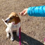 愛犬が飼い主に『興味がない』ときにみせる仕草5つ　無関心になる理由から適切な接し方まで(ブログ)