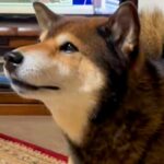 普段吠えない犬→スーパーの音楽をきかせてみたら…愛おしすぎる『まさかの行動』が14万再生「ワンじゃないの可愛すぎｗ」「今年の紅白決まり」(ブログ)