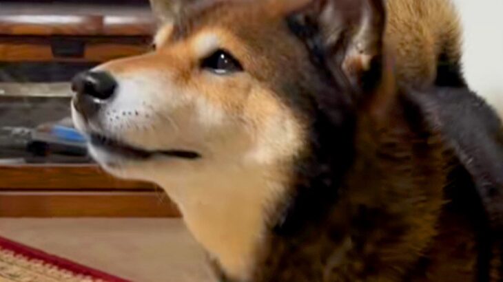 普段吠えない犬→スーパーの音楽をきかせてみたら…愛おしすぎる『まさかの行動』が14万再生「ワンじゃないの可愛すぎｗ」「今年の紅白決まり」(ブログ)