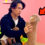 保護犬カフェに『実家の犬』がいたら気付くのか？ドッキリを仕掛けた結果…想定外の展開で見せたリアクションが115万再生「絆を感じる」と反響(ブログ)