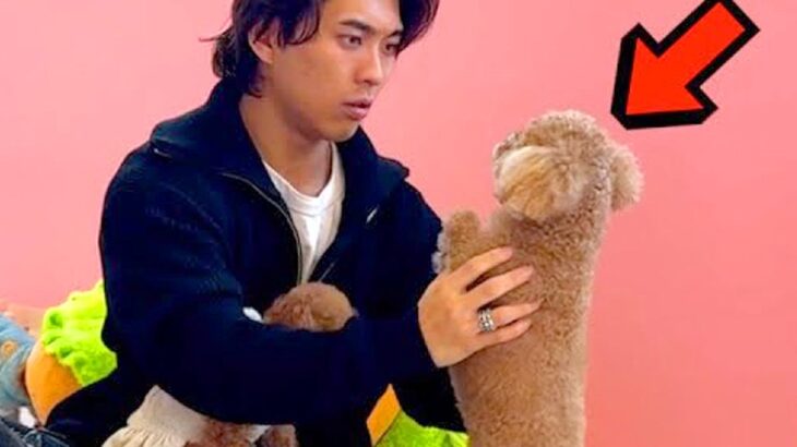 保護犬カフェに『実家の犬』がいたら気付くのか？ドッキリを仕掛けた結果…想定外の展開で見せたリアクションが115万再生「絆を感じる」と反響(ブログ)