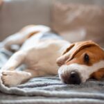 犬が『放っておいて』と言っているときにみせるサイン５選　飼い主の誤った認識や構いすぎによる悪影響まで(ブログ)