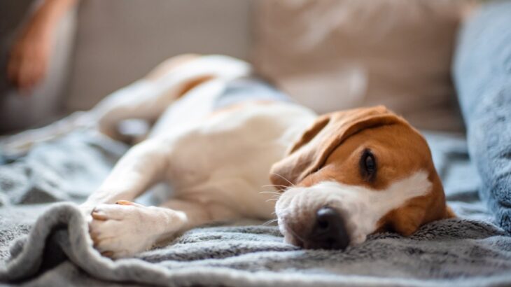 犬が『放っておいて』と言っているときにみせるサイン５選　飼い主の誤った認識や構いすぎによる悪影響まで(ブログ)