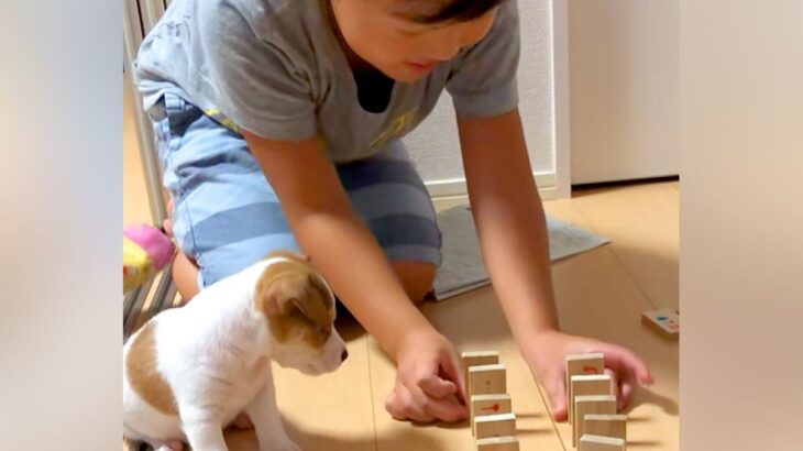 男の子がドミノで遊んでいたら『赤ちゃん犬』が近づいて…永遠に見ていたい『共同作業』が51万再生「可愛すぎて悶絶…」「なんて幸せな空間」(ブログ)