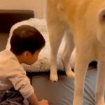 テレビを見ている小さな男の子→なぜか『秋田犬』が目の前で…まさかの『嫌がらせ』が84万再生「絶対わかってやってる」「俺を見ろ感ｗ」と反響(ブログ)