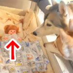 寝ている赤ちゃんを『人形にすり替えた』結果→大型犬たちがベッドに近付き…想定外の展開で見せた『尊い反応』が10万再生「純粋で賢い」と絶賛(ブログ)
