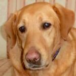 首輪が食い込んだ『鎖に繋がれっ放しの大型犬』を保護→亡くなってしまい…6年後『涙が止まらない展開』が98万再生「素敵な話」「大号泣した」(ブログ)