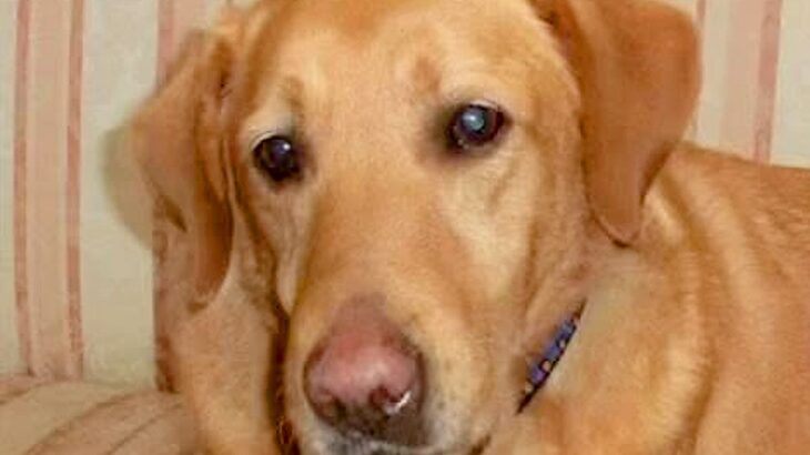 首輪が食い込んだ『鎖に繋がれっ放しの大型犬』を保護→亡くなってしまい…6年後『涙が止まらない展開』が98万再生「素敵な話」「大号泣した」(ブログ)