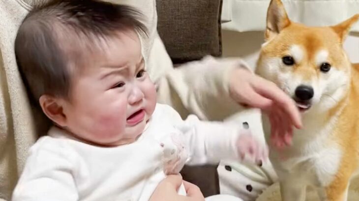 予防接種で大号泣する赤ちゃん→犬が近づいてきて…あまりにも尊い『泣き止ませる方法』が54万再生「癒し効果すごい」「かわいすぎる」と絶賛(ブログ)