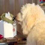 『夕方の散歩に行こう』と大型犬に伝えた結果→亡くなった同居犬の首輪へ近づいて…泣けてくる『まさかの行動』が17万再生「涙が止まらない」(ブログ)