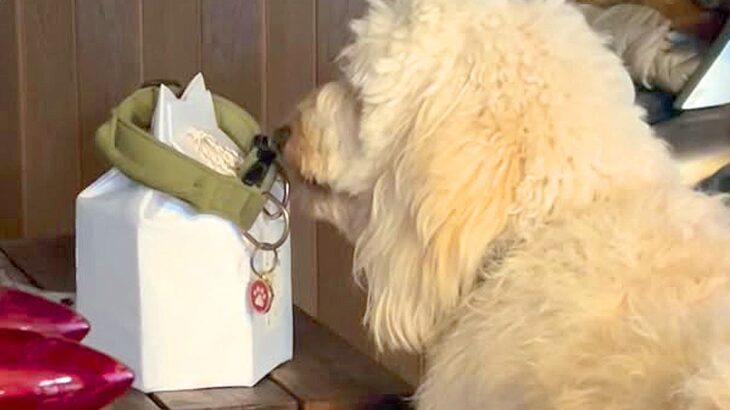 『夕方の散歩に行こう』と大型犬に伝えた結果→亡くなった同居犬の首輪へ近づいて…泣けてくる『まさかの行動』が17万再生「涙が止まらない」(ブログ)