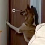 ドア前の向こう側に行きたい犬→次の瞬間…人間にしか見えない『まさかの行動』が話題「お上品で爆笑したｗｗ」「鍵閉められるようになりそう」(ブログ)