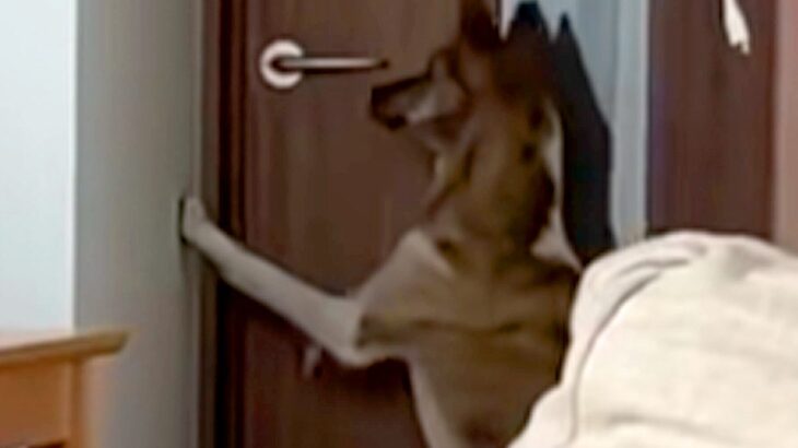 ドア前の向こう側に行きたい犬→次の瞬間…人間にしか見えない『まさかの行動』が話題「お上品で爆笑したｗｗ」「鍵閉められるようになりそう」(ブログ)