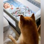 出産のため『1ヶ月家にいなかったママ』→赤ちゃんを連れて帰ると、犬が…尊すぎる『家族が増えた瞬間』に反響「完璧なお兄ちゃん」「泣ける」(ブログ)