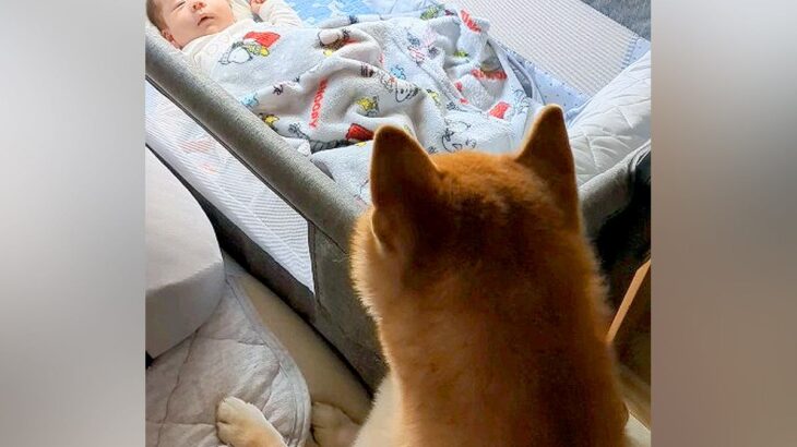 出産のため『1ヶ月家にいなかったママ』→赤ちゃんを連れて帰ると、犬が…尊すぎる『家族が増えた瞬間』に反響「完璧なお兄ちゃん」「泣ける」(ブログ)