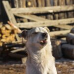 犬が『クシャミ』をする4つの原因　注意が必要な症状や病気の可能性まで解説(ブログ)