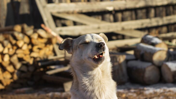 犬が『クシャミ』をする4つの原因　注意が必要な症状や病気の可能性まで解説(ブログ)