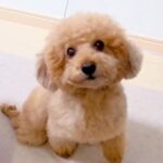 キッチンにいたら『下半身麻痺の犬』が一生懸命に…涙が止まらない『お母さんに近付く光景』が92万再生「愛だ…」「笑顔がたまらない」と感動(ブログ)