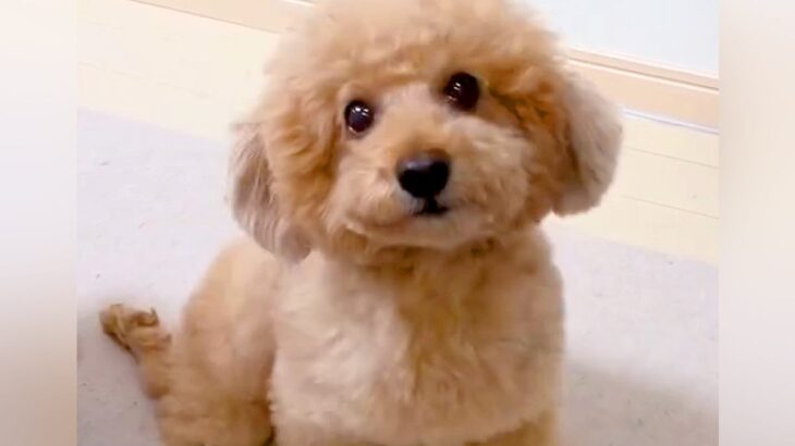 キッチンにいたら『下半身麻痺の犬』が一生懸命に…涙が止まらない『お母さんに近付く光景』が92万再生「愛だ…」「笑顔がたまらない」と感動(ブログ)