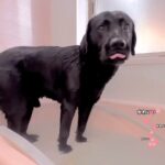 お風呂に勝手に入った大型犬→『気持ちよさそうだな』と思っていたら…衝撃的すぎる『上がり方』が361万再生「そっちかーい！」「可愛すぎる」(ブログ)
