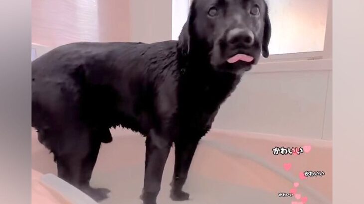 お風呂に勝手に入った大型犬→『気持ちよさそうだな』と思っていたら…衝撃的すぎる『上がり方』が361万再生「そっちかーい！」「可愛すぎる」(ブログ)
