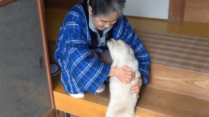 超犬好きな母に『内緒で子犬をお迎えした』結果…思わず涙が出る『尊すぎる反応』が658万再生「胸が熱くなった」「みんな可愛い」現在の姿も(ブログ)
