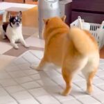 一緒に暮らす相棒犬にちょっかいを出す犬→想定以上に『クセが強すぎる行動』が31万表示「混ざりたいｗｗ」「華麗に突破してて笑った」と爆笑(ブログ)