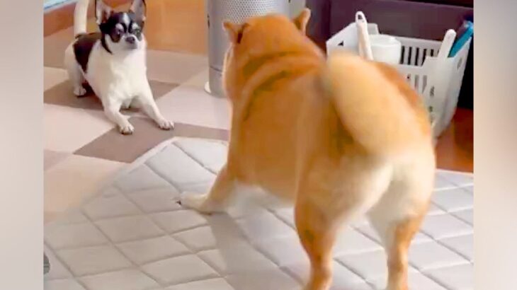 一緒に暮らす相棒犬にちょっかいを出す犬→想定以上に『クセが強すぎる行動』が31万表示「混ざりたいｗｗ」「華麗に突破してて笑った」と爆笑(ブログ)