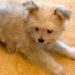 『ブルー系に育つかな』と思っていた赤ちゃん犬→数年後…予想を裏切る『まさかの成長』が30万再生「かわいぃぃぃ」「お耳パタンたまらんｗ」(ブログ)