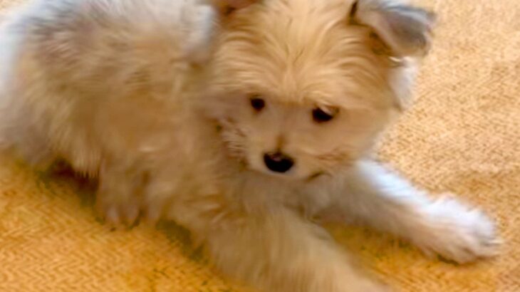 『ブルー系に育つかな』と思っていた赤ちゃん犬→数年後…予想を裏切る『まさかの成長』が30万再生「かわいぃぃぃ」「お耳パタンたまらんｗ」(ブログ)