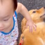 小さな男の子が大型犬と触れ合ってる時に『転んでしまった』結果…あまりにも尊い『ごめんなさい』に反響「間違いなく喋ってる」「もはや人間」(ブログ)