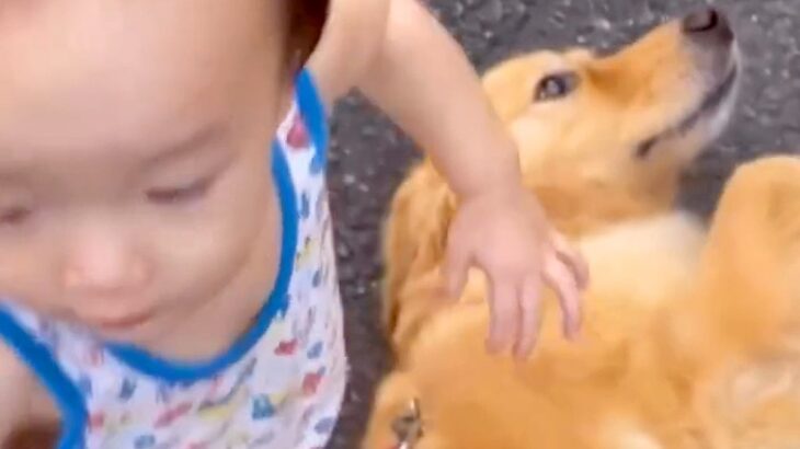 小さな男の子が大型犬と触れ合ってる時に『転んでしまった』結果…あまりにも尊い『ごめんなさい』に反響「間違いなく喋ってる」「もはや人間」(ブログ)