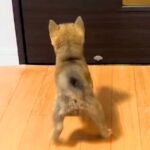 帰宅したら、ドアの前で『赤ちゃん犬』が待ち構えていて…尊すぎる『おかえりなさい』が142万再生「猫派だけど可愛すぎる」「寄り道できない」(ブログ)