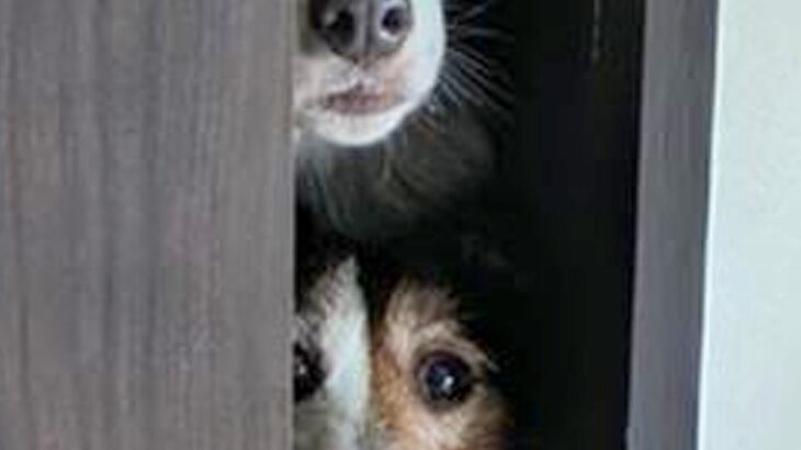 『部屋に入っちゃダメ』と言われた3匹の犬→ドアを見てみると…想像以上だった『まさかの光景』に8万いいね「我慢ｗｗ」「自制して偉い」と絶賛(ブログ)